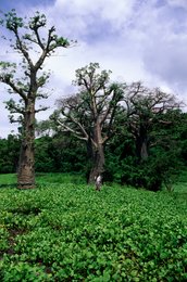 Arbre;-Archipel-des-Comores;-Baobab;-Champ;-France;-Kaleidos;-Kaleidos-images;-La-parole-à-limage;-Laurent-Abad;-Mayotte;-Nature;-Océan-Indien;-Paysage;-Stories-Pictures;-Végétation